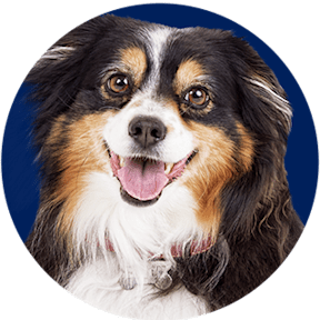 Discount Pet Supplies & Pet Products on Sale | Petco