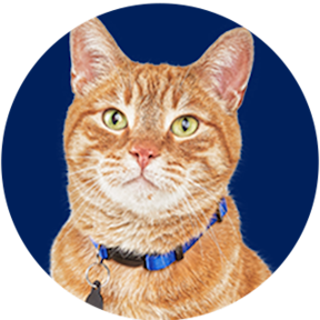 Discount Pet Supplies & Pet Products on Sale | Petco