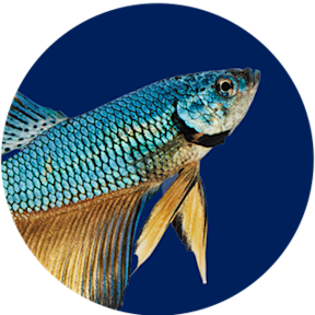 Discount Pet Supplies & Pet Products on Sale | Petco