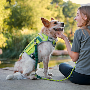 Dog collars clearance at petco