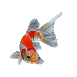 Petco koi fish hot sale