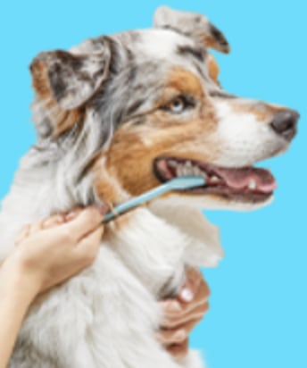 Cheap teeth cleaning for dogs best sale near me