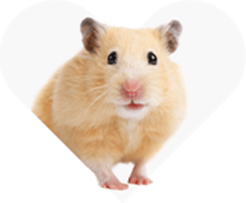 Rats For Sale | Live Pet Rats For Sale | Petco | Fancy Rats For Sale ...