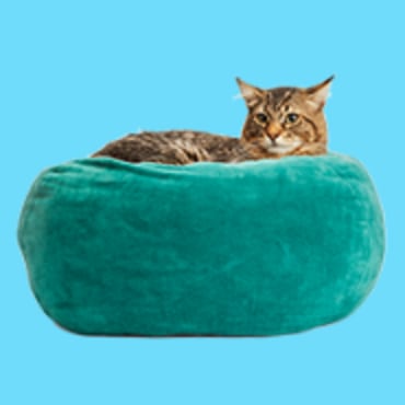 Cat bed sale cost