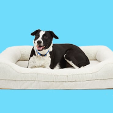 Dog bed on 2025 sale near me