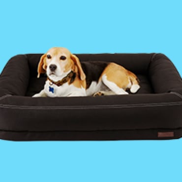 Dog Beds & Bedding: Beds, Blankets & Throws | Petco
