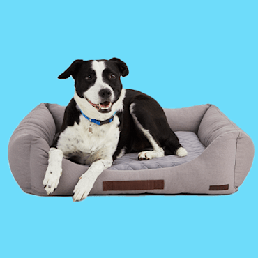 Kong dog hot sale bed petco