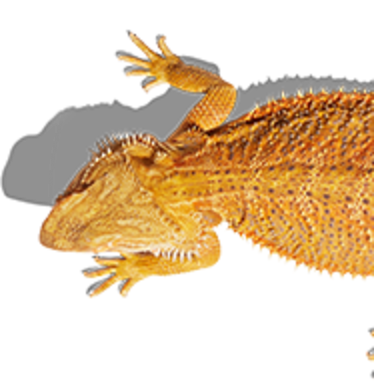 Pet Reptiles For Sale Buy Reptiles Online Petco Lizards Snakes Reptile Shop Reptile Suppliers