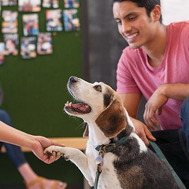 Petco service hot sale dog training