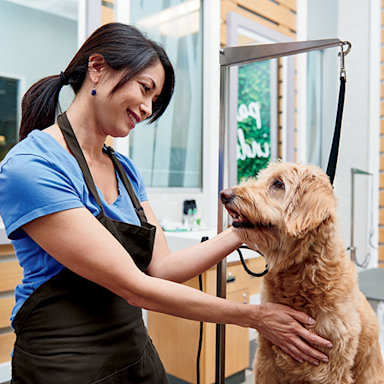 Pet Services Grooming Veterinary Care Training More Petco