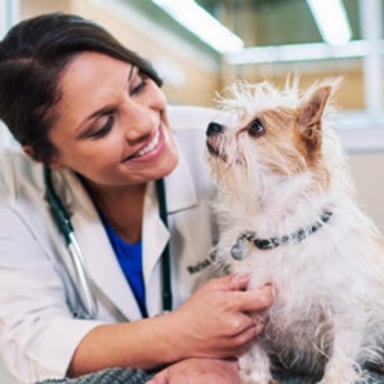 Vet smiling at small terrier