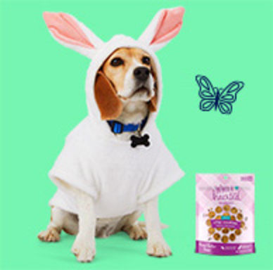 A dog wearing a bunny costume.