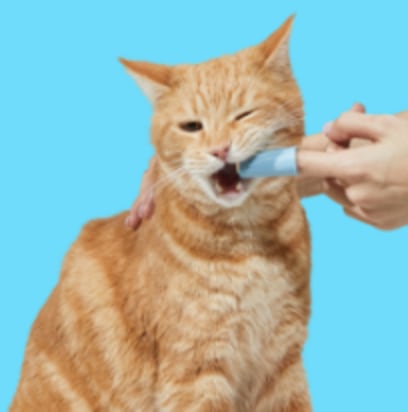 Cat not eating hot sale after teeth cleaning