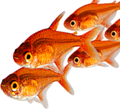 Behandeling brandwonden Geometrie Discount Fish Tanks & Aquarium Supplies on Sale | Petco
