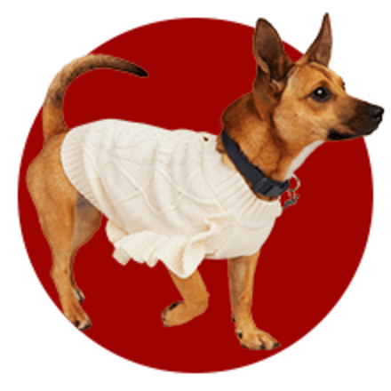 Big brother dog shirt petco clearance