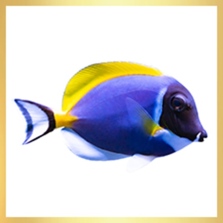 purchase saltwater fish
