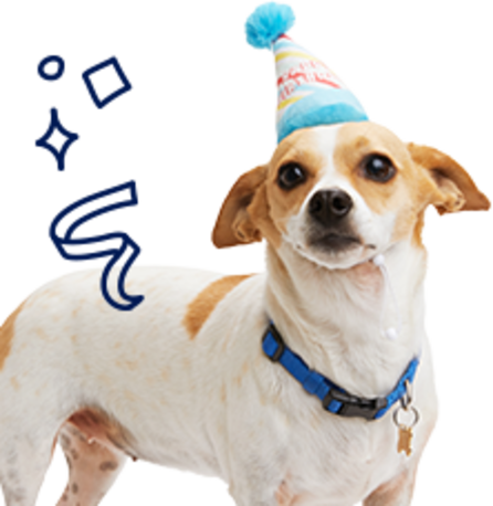 Dog Birthday Hats Outfits for their Gotchya Day Petco