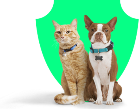 Pet Cancer: We're On a Mission To Fight Pet Cancer | Petco