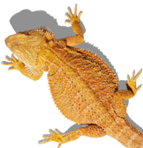 Bearded dragon starter kit cheap petco