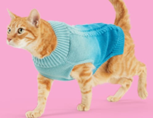 A cat in a sweater