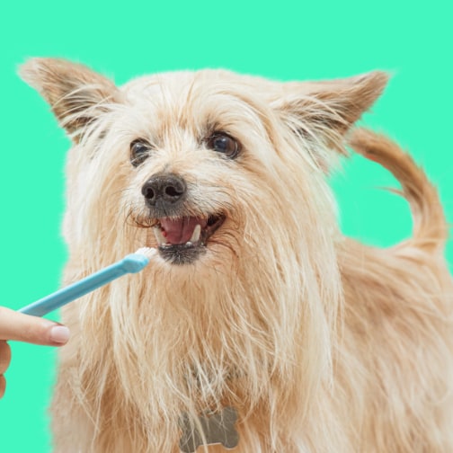 Dog toothbrush hot sale petco