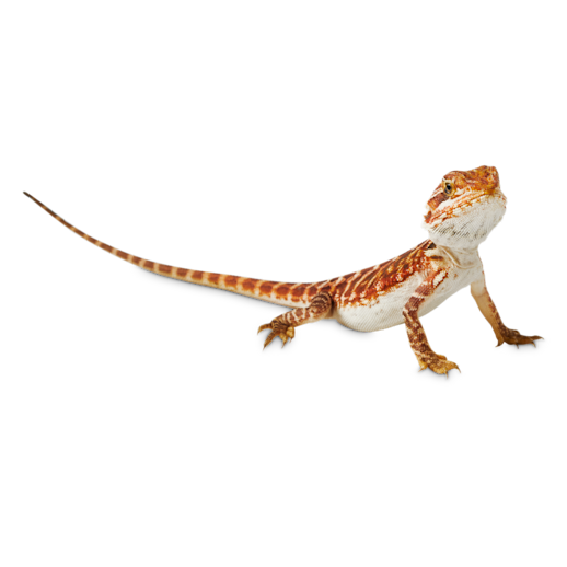 Petco bearded outlet dragon supplies