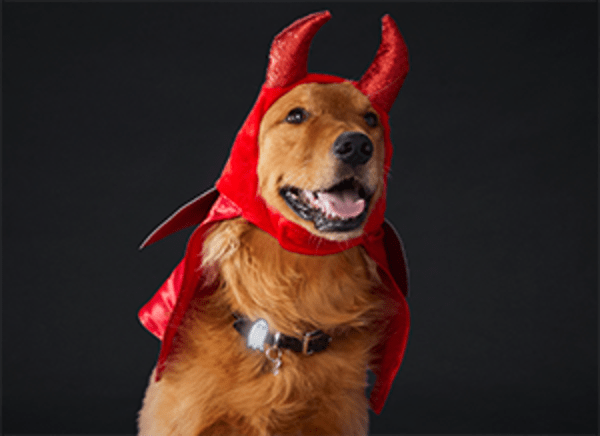 A large dog in a devil costume