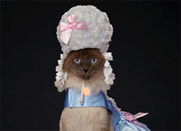 A cat in a Marie Antoinette costume