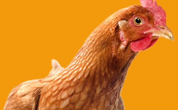 Petco chicken on sale