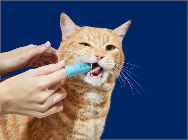 Cat shop toothbrush petco