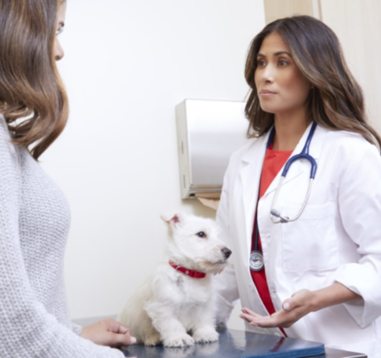 Routine Vet Exams for Dogs