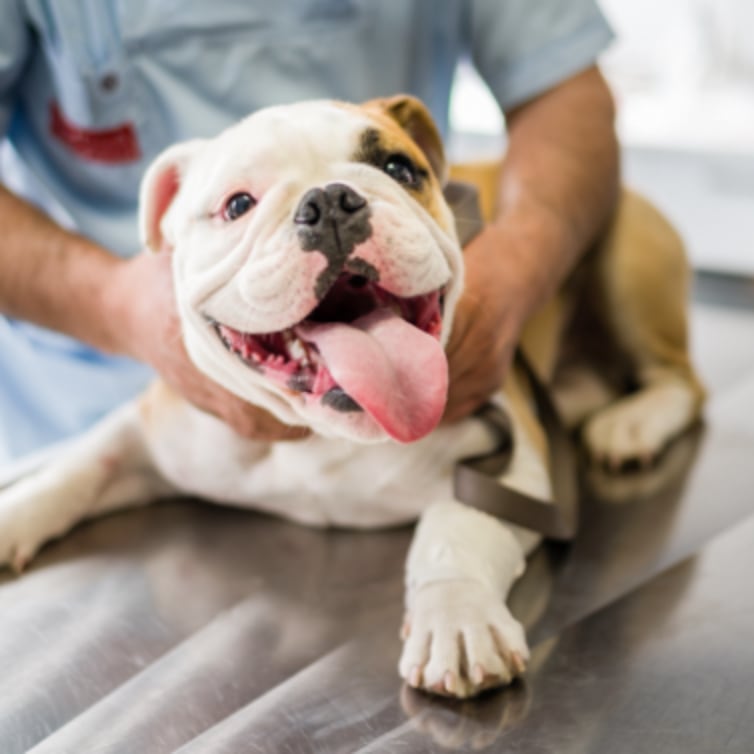 Dog & Puppy Vaccines at Petco