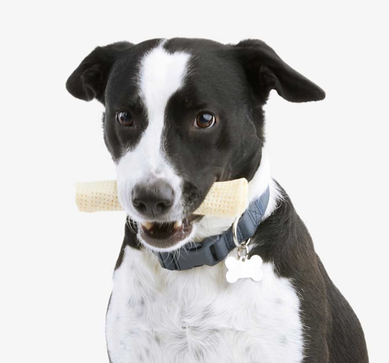 Black and white dog holding bone in mouth
