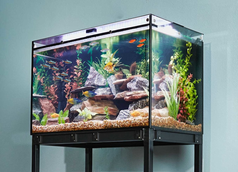 Large aquarium full of fish