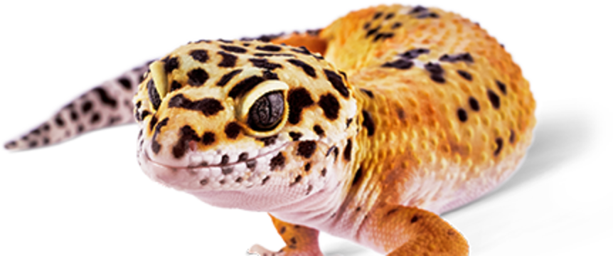 Tokay gecko price at hot sale petco