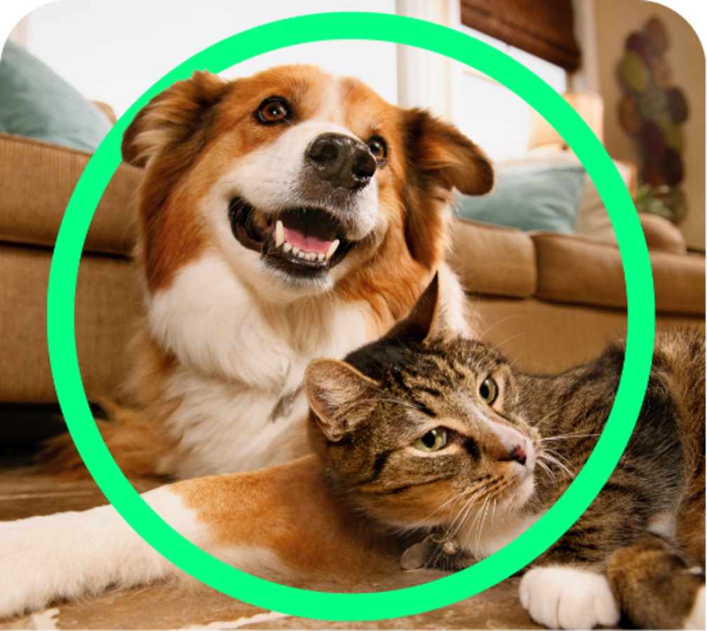 Petco Vital Care Membership: Formerly known as Petco Pals Rewards