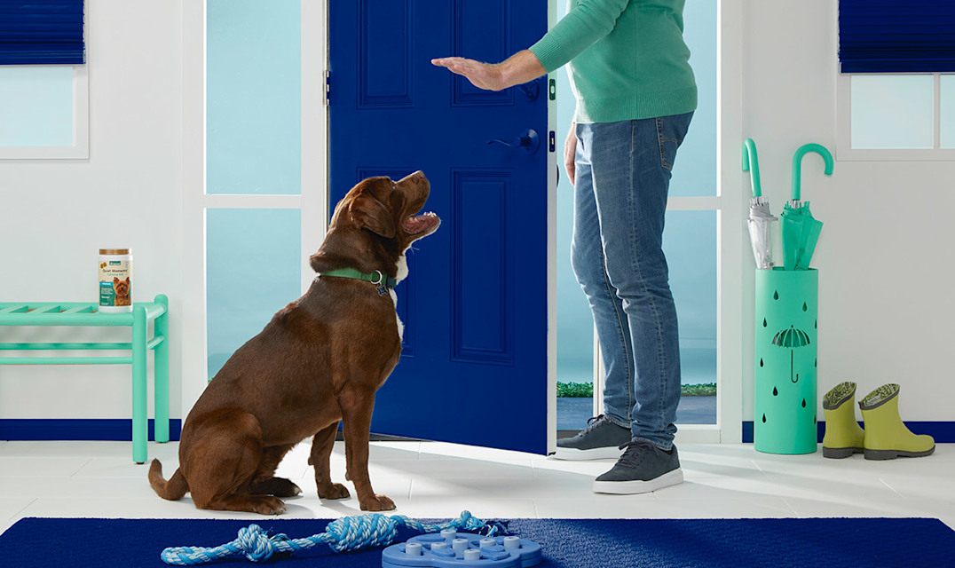 Petco calming collar hot sale