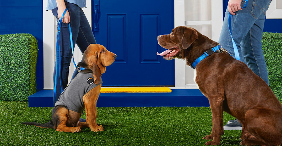 Dog agility hotsell equipment petco