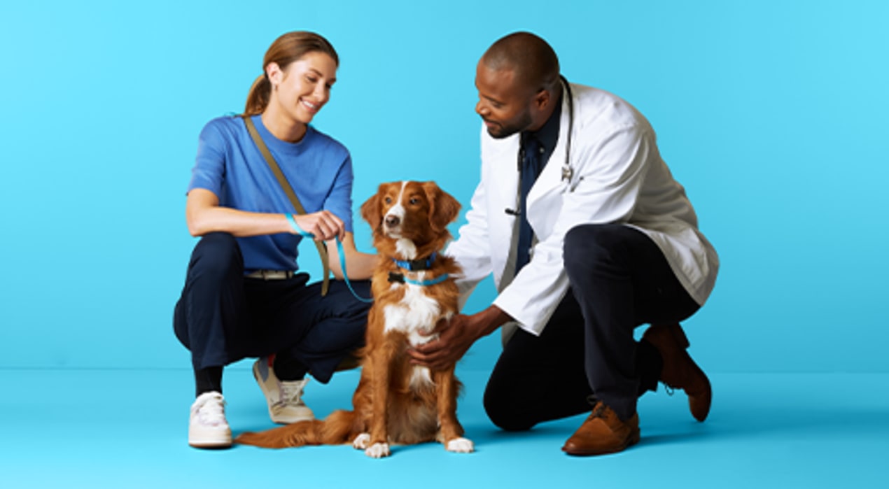 Veterinary Dermatologist Cat & Dog Dermatology Petco