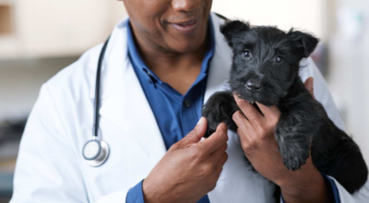 Dog Surgery What to Know Petco