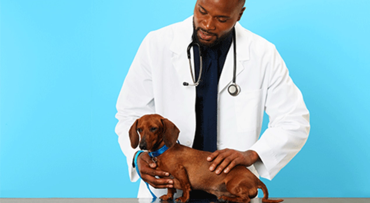 Taking Care of Your Dog’s Digestive Health Petco