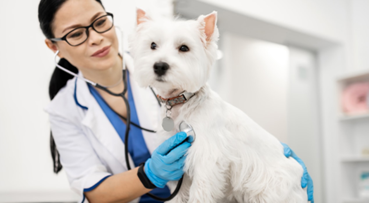Dog Cat Medical Imaging Veterinary Diagnostics Petco