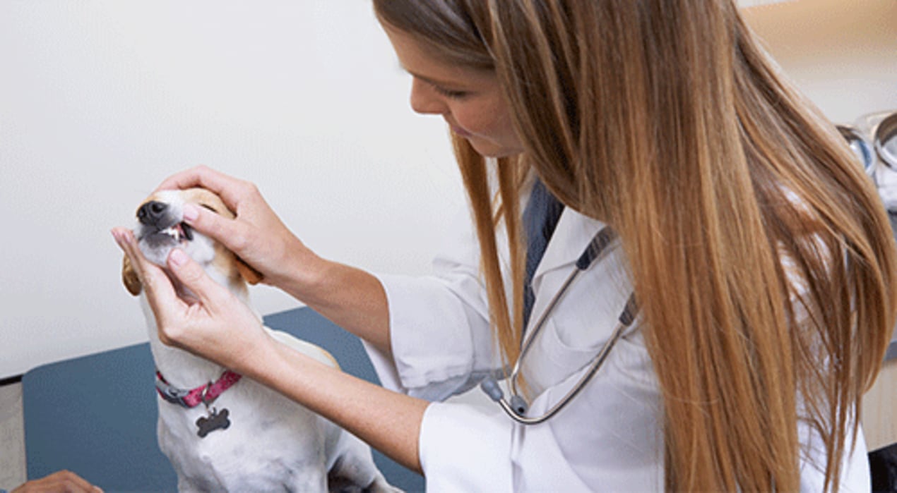 Dog and Cat Dental Surgery Petco’s Veterinary Services Petco