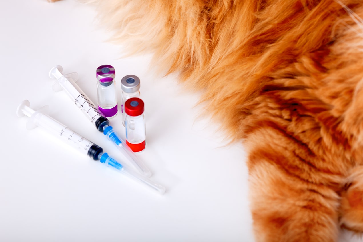 Cat & Kitten Vaccines at Petco