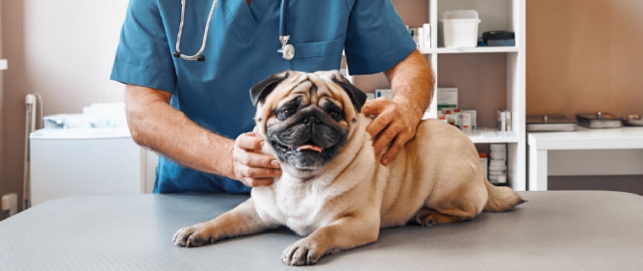 Dog & Puppy Vaccines at Petco