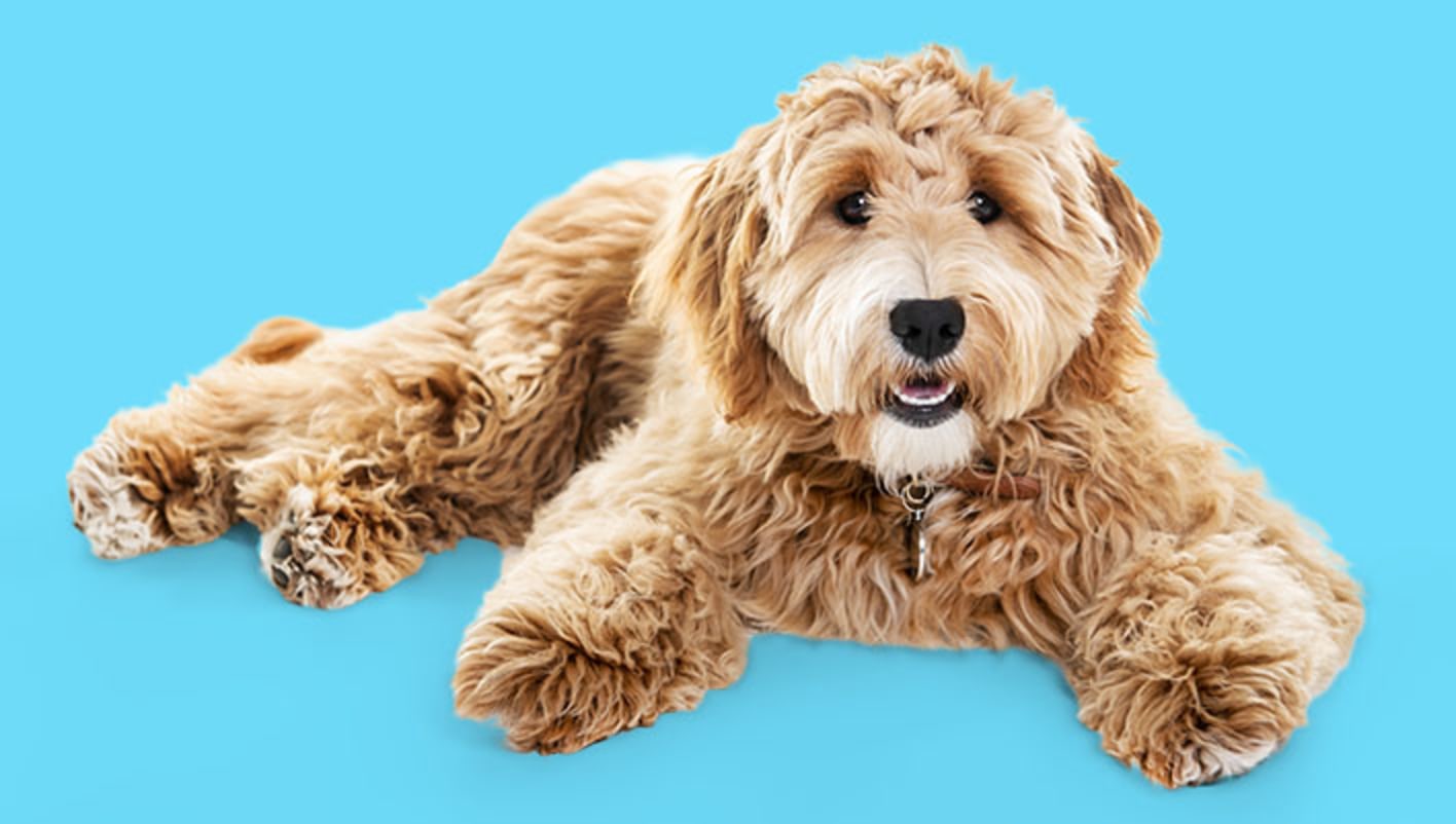 10 Best Goldendoodle Puppy Toys 2024: According to Reviews