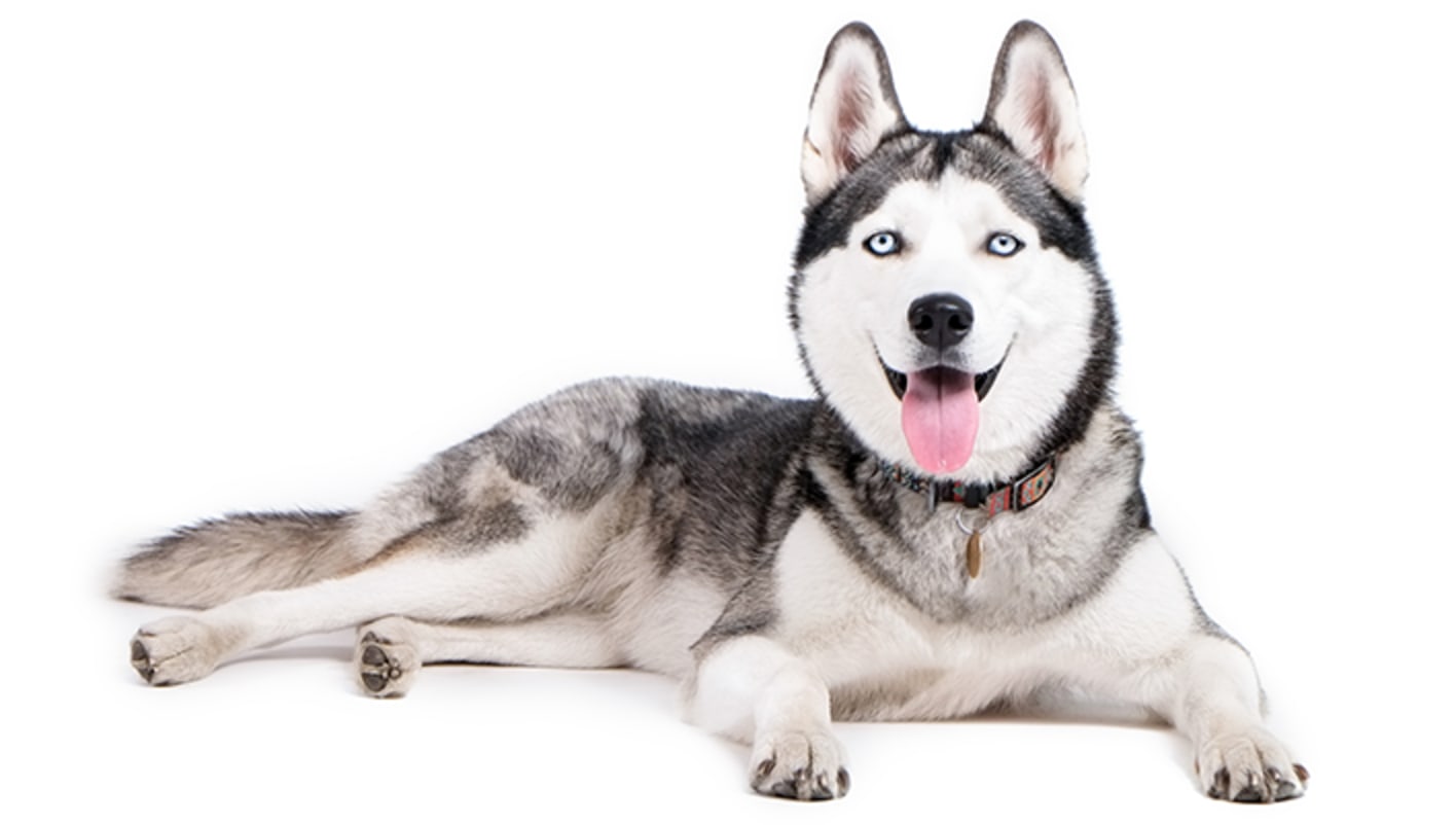 Facts About the Siberian Husky Dog Breed