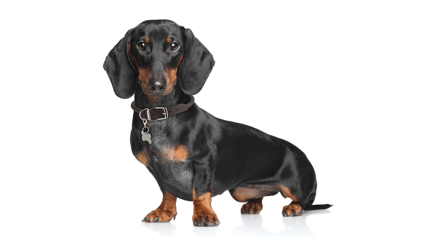 https://assets.petco.com/petco/image/upload/f_auto,q_auto:best,dpr_2.0,w_708/22-744218-SEO-breed-dachshund-hero-708x401.png