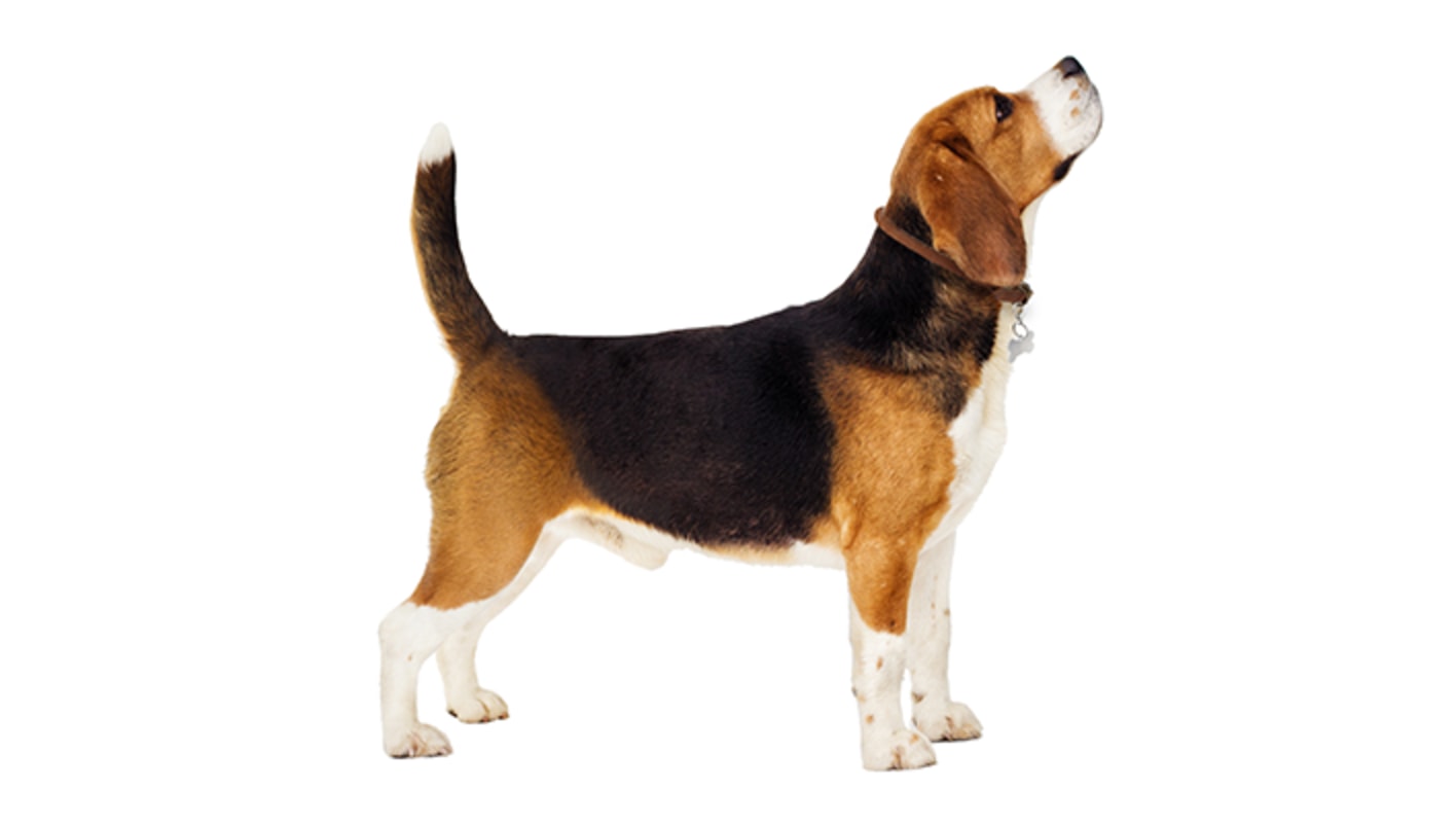 Beagle Breed History Personality