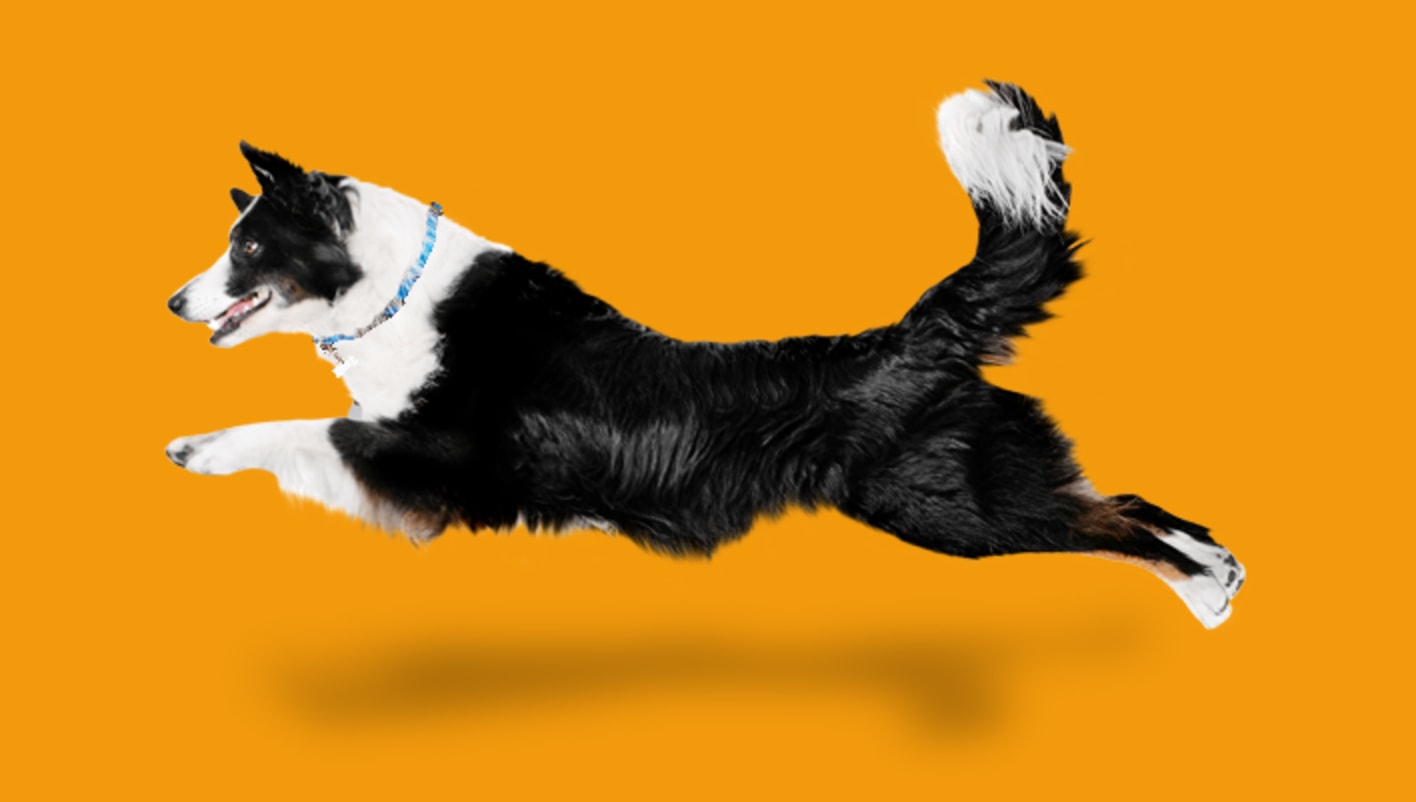 Find the right food for a Border Collie
